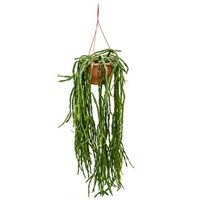 Rhipsalis paradoxa M hangplant - thumbnail