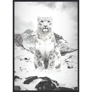 Poster - B&W White Lynx / Plat verpakt