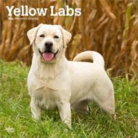 Yellow Labrador Retriever - Gelber Labrador Retriever 2026 - 16-Monatskalender: Original BrownTrout-Kalender [Mehrsprachig] [Kalender]