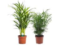 Chamber palms (Areca and Chamaedorea) - mix of 2