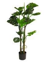 Monstera deliciosa green 120cm