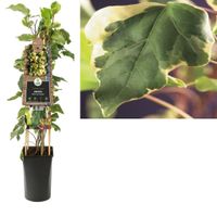 Hedera alg. 'Gloire de Marengo' - thumbnail