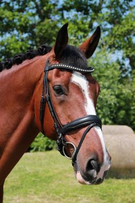 Döbert Hoofdstel Stallmeister Domburg