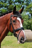 Döbert Hoofdstel Stallmeister Domburg