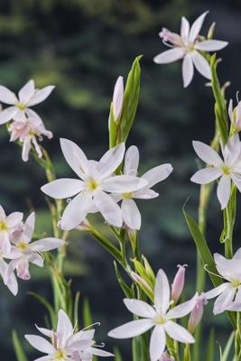 Moerasgladiool / Schizostylis coccinea 'Alba'