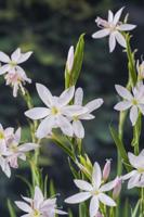 Moerasgladiool / Schizostylis coccinea 'Alba'