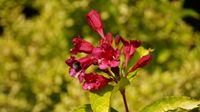 Weigela op stam