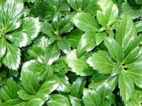 Pachysandra - thumbnail