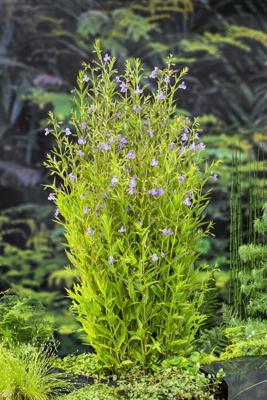 Maskerbloem / Mimulus ringens