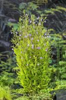 Maskerbloem / Mimulus ringens
