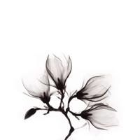 Wanddecoratie Art of Nature 014 74x74cm