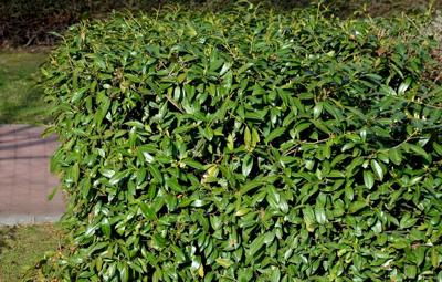 Laurierhaag Laurierhaag