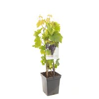 Druif vitis vin Heike struik 65 cm - thumbnail