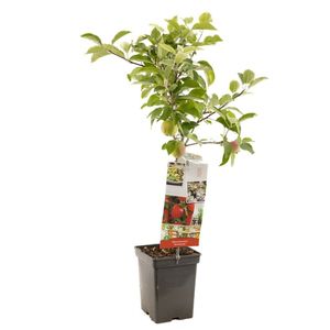 Appelboom Malus d. Summer red 90 cm