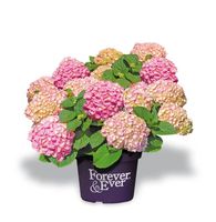 Hortensia - thumbnail