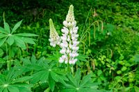 Lupine - thumbnail