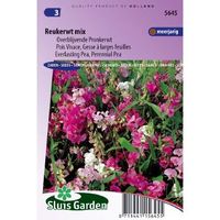 Lathyrus Latifolius zaden Reukerwt Gemengd - thumbnail