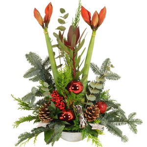 Amaryllis Kerststuk rood met 2 Amaryllissen ca. 60 cm hoog