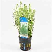 Rotala bossii
 - 6 stuks - aquarium plant - thumbnail