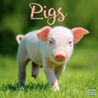 Pigs Calendar 2026 Square Farm Animal Wall Calendar - 16 Month