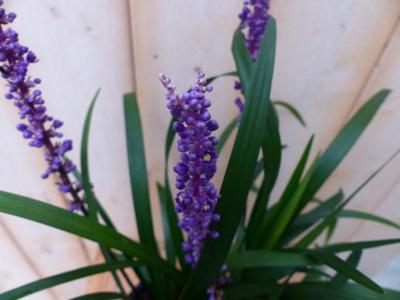 Leliegras Liriope paars Warentuin Natuurlijk - Warentuin natuurlijk