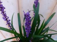 Leliegras Liriope paars Warentuin Natuurlijk - Warentuin natuurlijk