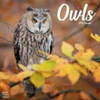 Kalender - 2023 Owls - Kalender (9781839418112)