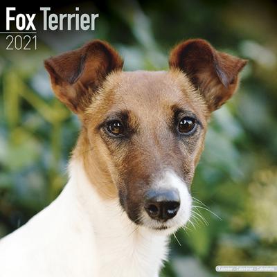 Fox Terrier Kalender 2021