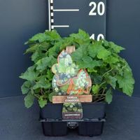 Schuimbloem (tiarella cordifolia) bodembedekker - 6-pack - 1 stuks - thumbnail