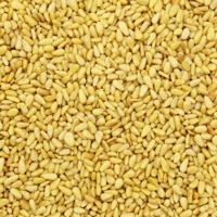 Pijnboompitten 1000 gram