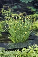 Sisyrinchium / Sisyrinchium californicum