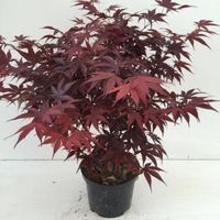 Japanse esdoorn (Acer palmatum "Bloodgood") heester - 40-50 cm - 1 stuks - thumbnail