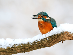 Tuinposter IJsvogel Winter