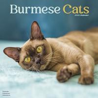 Cats - Burmese Calendar 2026 Square Cat Wall Calendar - 16 Month