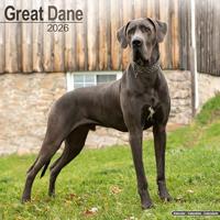 Great Dane (Euro) Calendar 2026 Square Dog Breed Wall Calendar - 16 Month
