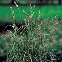 Palmzegge (Carex Muskingunemsis) moerasplant (6-stuks) - thumbnail