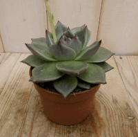 Echerveria Sirius Viridi kamerplant Warentuin Natuurlijk - Warentuin natuurlijk