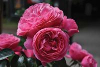 Roze Trosroos