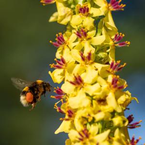 Zwarte Toorts (biologisch)