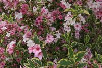 Weigela op stam