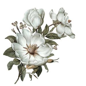 Muursticker - Klassieke Magnolia / Links