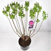 Sering (syringa vulgaris "Michel Buchner") - 90-120 cm - 1 stuks