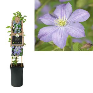 Clematis Prince Charles - bosrank 75 cm