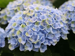 Hortensia