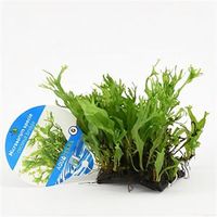 Microsorum species - op kokosnoot brug - aquarium plant