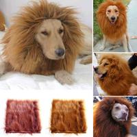 Leeuwen manen voor hond