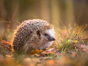 Tuinposter Egel 1