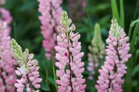 Lupine - thumbnail