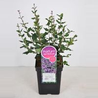 Dwergsering (syringa Bloomerang®"Dark Purple") - 40-60 cm - 1 stuks