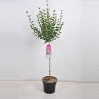 Dwergsering op stam (syringa meyeri "Palibin") - 70 cm - 1 stuks